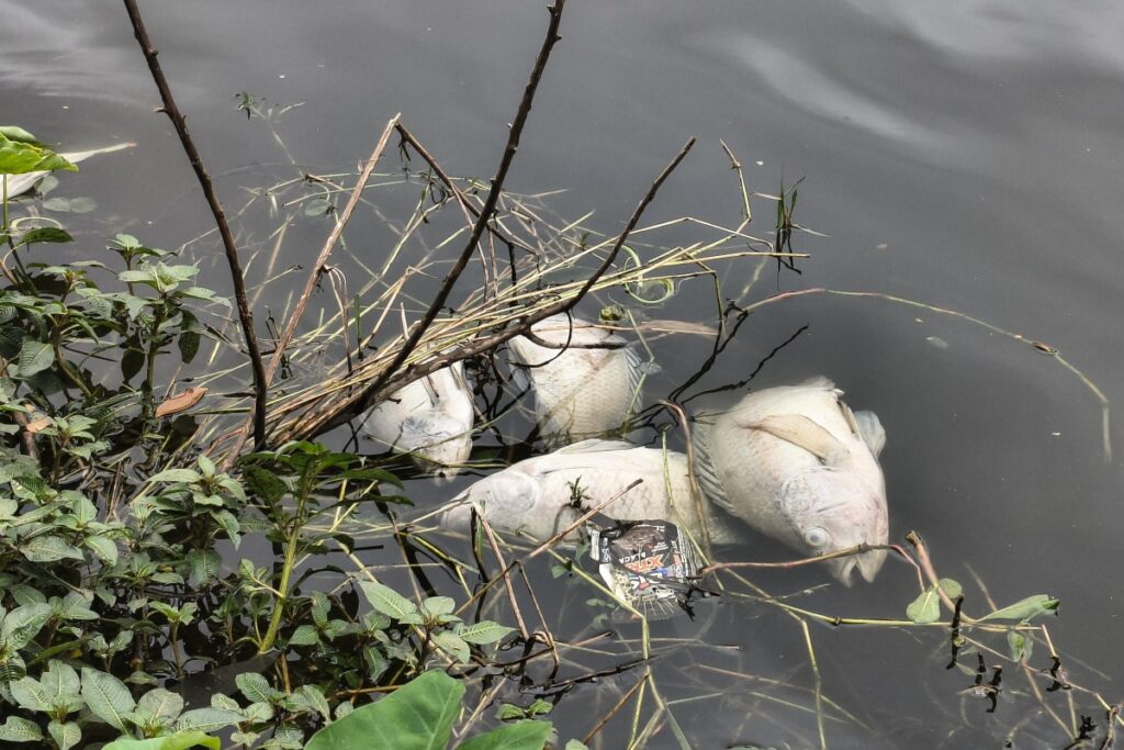 peixes-mortos:-aparelho-que-oxigena-agua-de-lago-na-aclimacao-quebrou