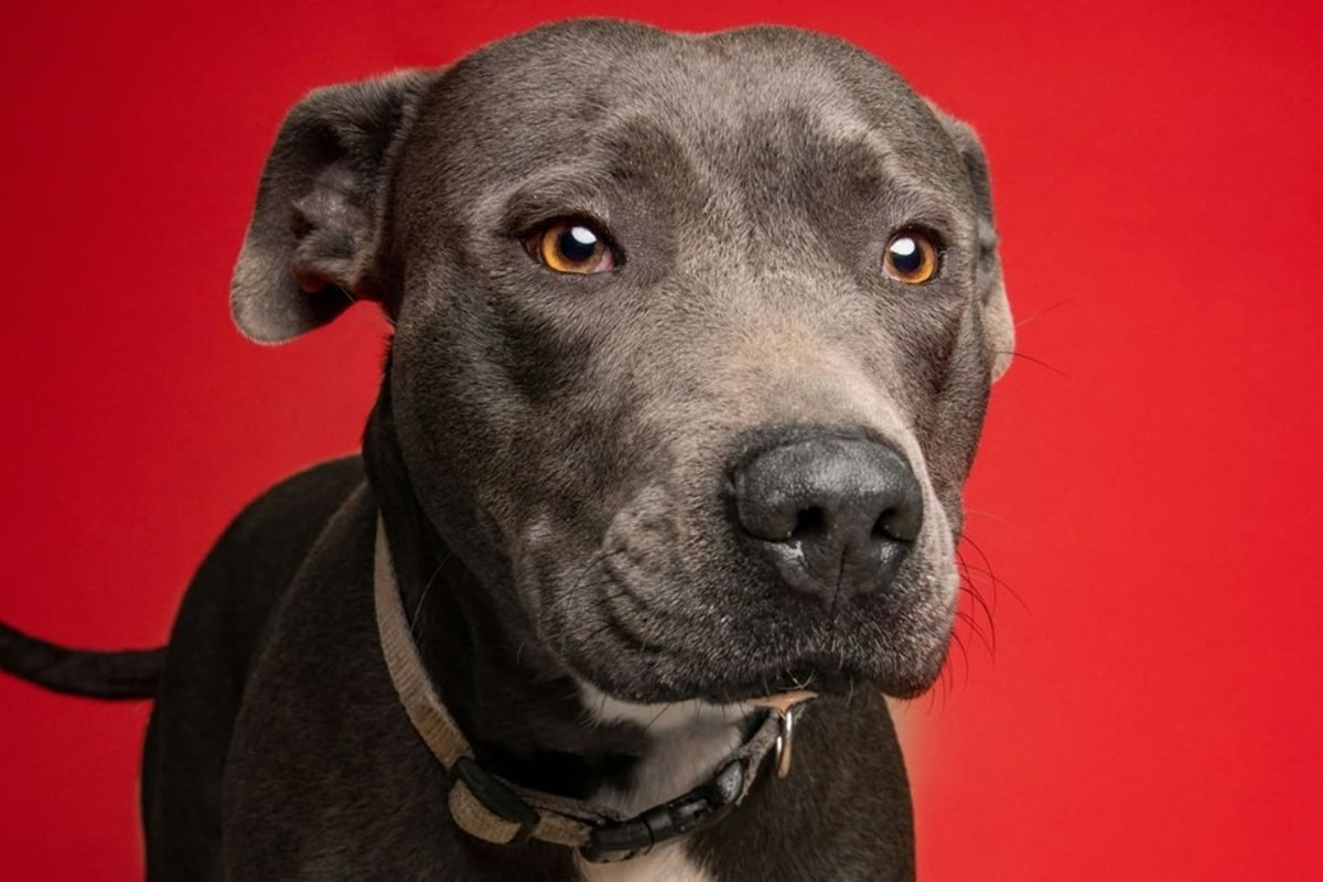 justica-manda-homem-retirar-pit-bull-da-casa-da-ex-esposa.-entenda