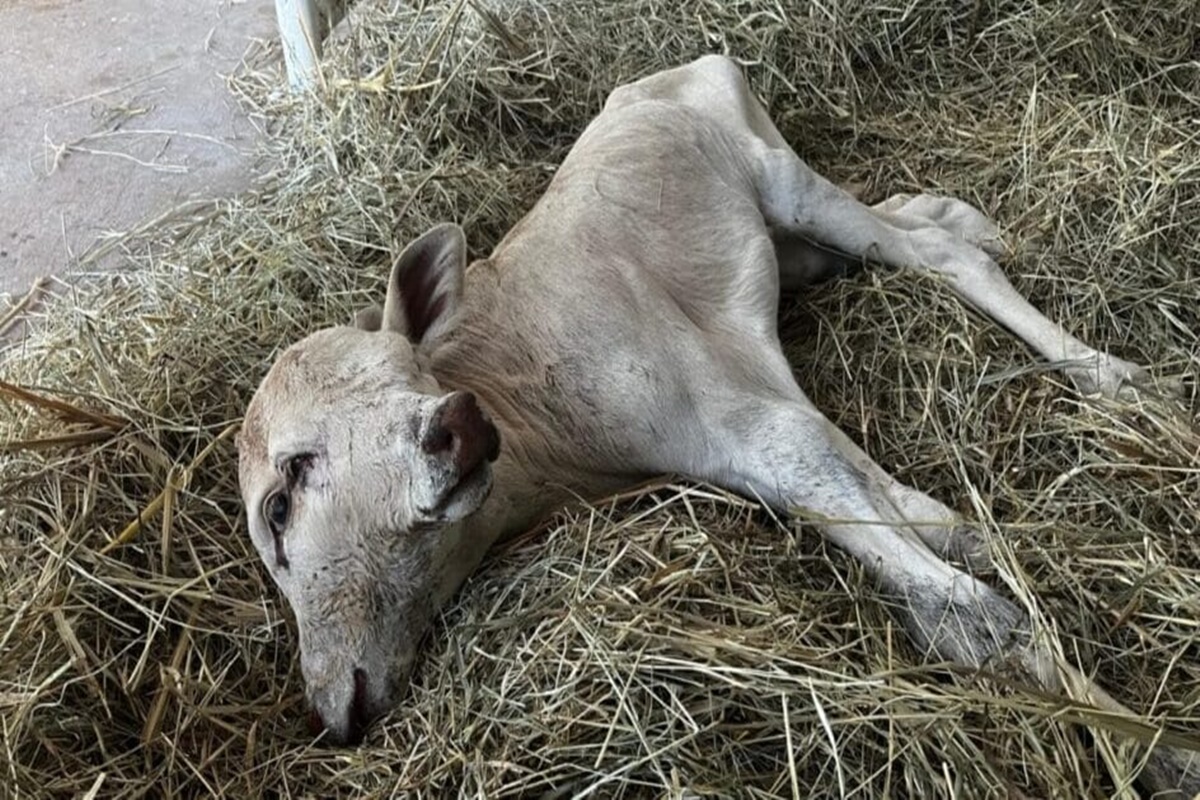 Morre bezerra que nasceu com dois rostos em propriedade rural em SC