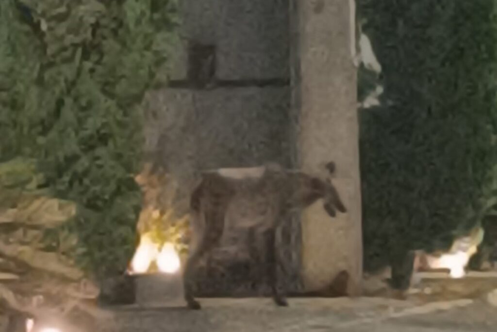 acuado-em-rua-sem-saida,-lobo-guara-e-resgatado-no-df;-video