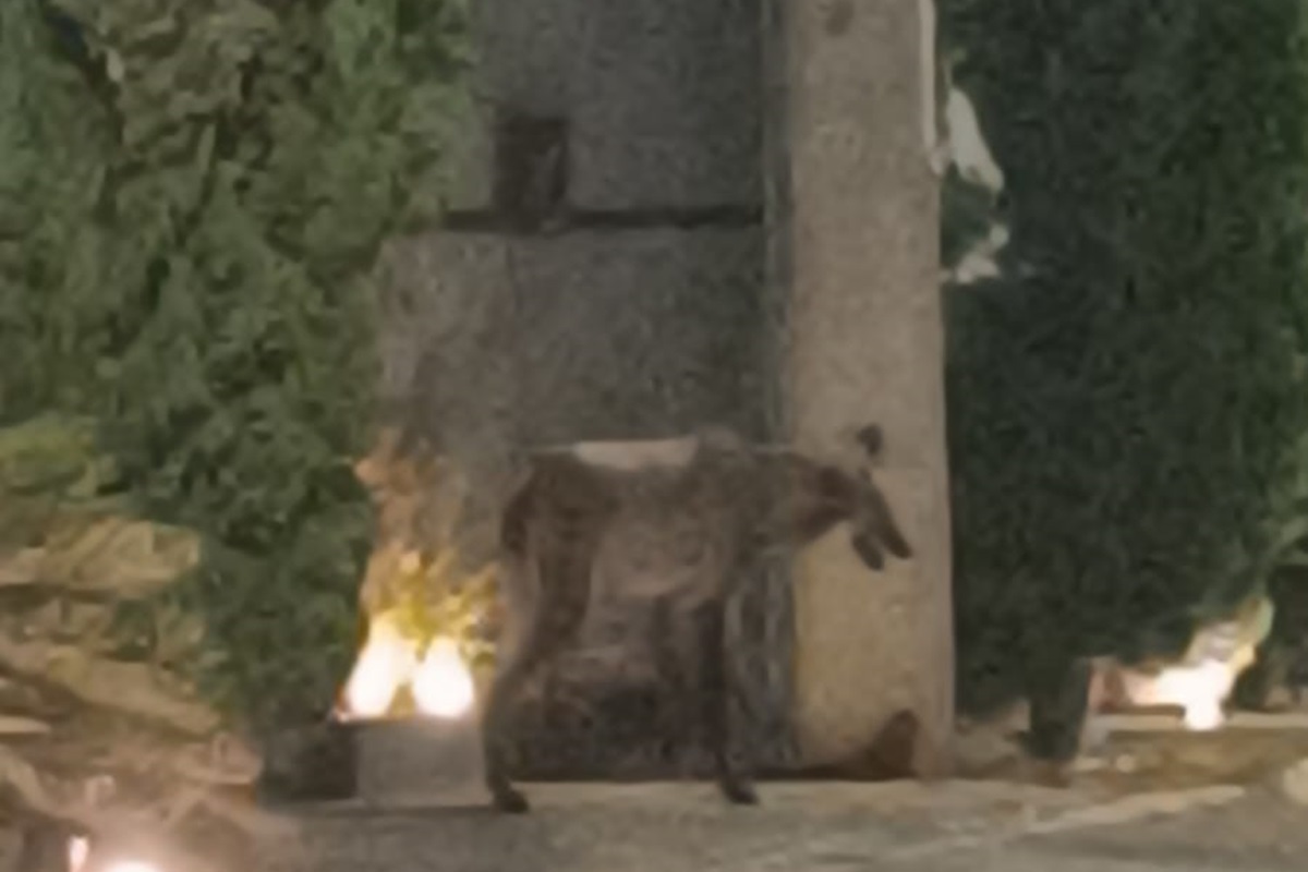 Acuado em rua sem saída, lobo-guará é resgatado no DF; vídeo