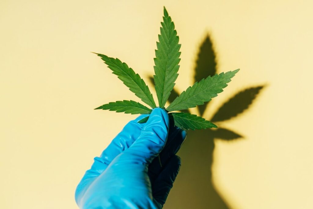 cannabis:-termina-nesta-terca-prazo-para-governo-regular-o-canhamo