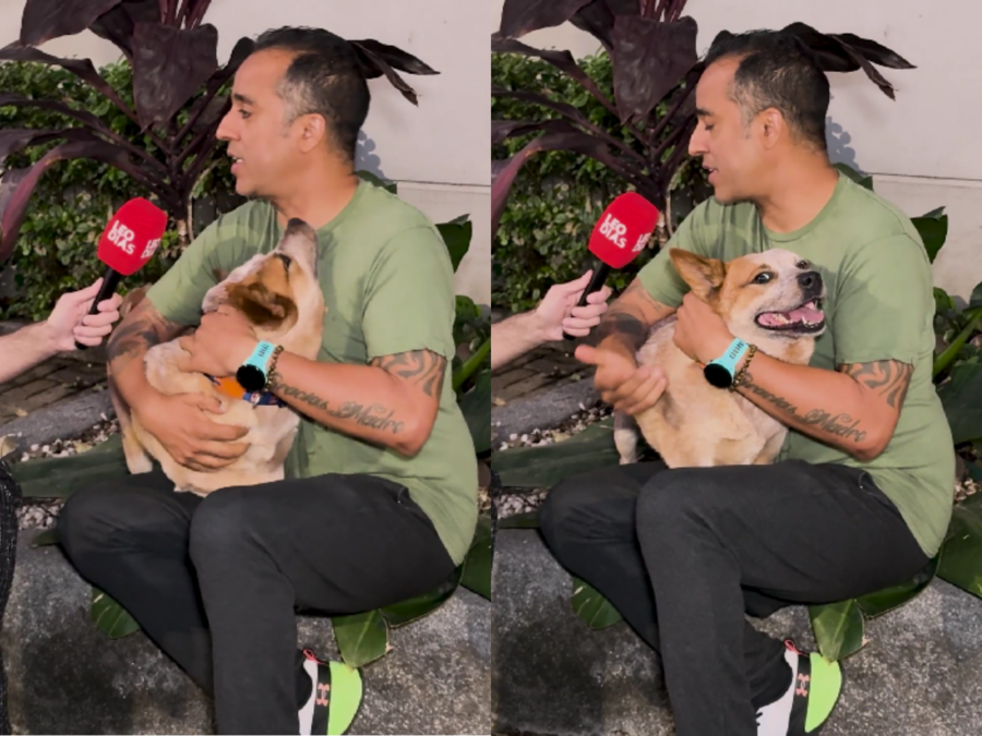 Cão de alerta médico: adestrador explica ação de pets no controle de diabetes