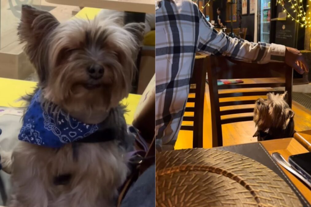 Cachorro é flagrado dormindo em lugares inusitados: “Nem disfarça”