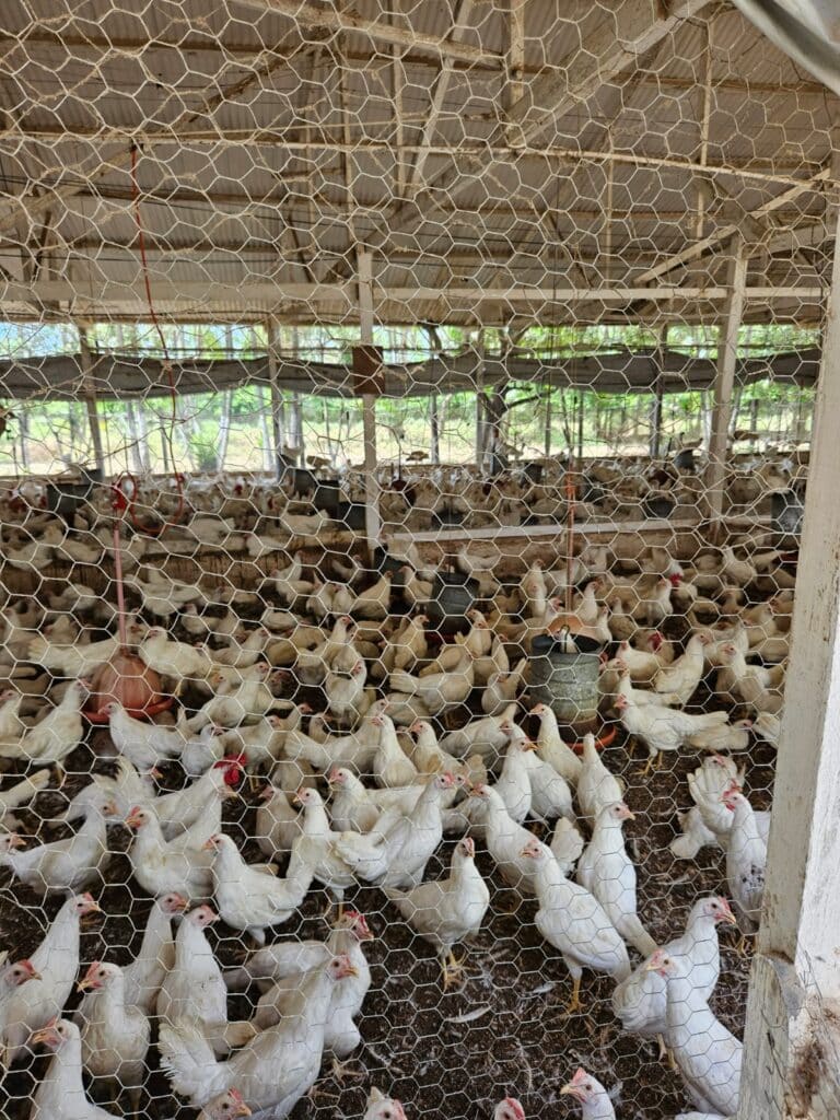 Etapa inclui a atualização cadastral do produtor e informações gerais sobre a propriedade. Foto: Fabiana Matos/Idaf