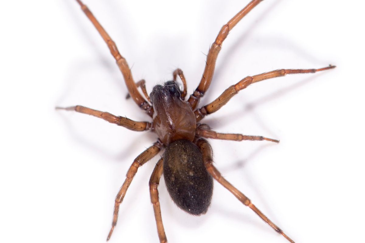 Aranha-marrom em casa? Biólogo dá dicas para manter esse perigo longe