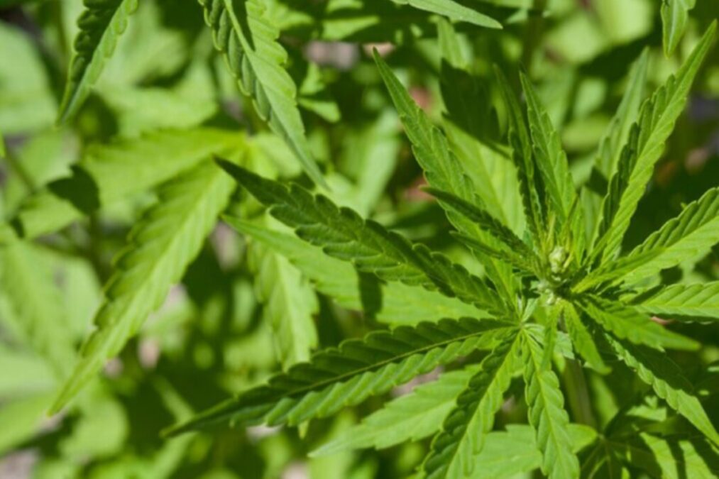 Governo pede ao STJ mais prazo para regulamentar Cannabis industrial