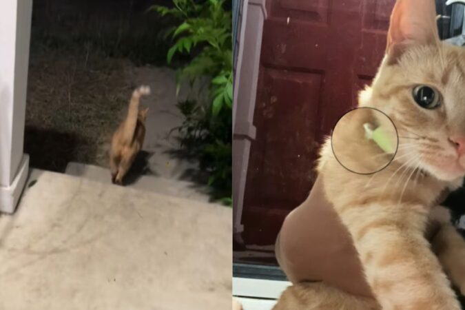 tutora-descobre-“vida-dupla”-de-gato-apos-pet-voltar-com-bilhete