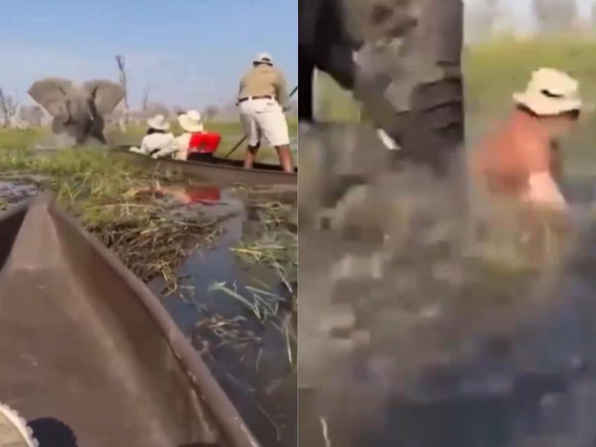 Mãe protetora: Elefanta vira canoa com turistas após se aproximarem de filhotes. Veja!