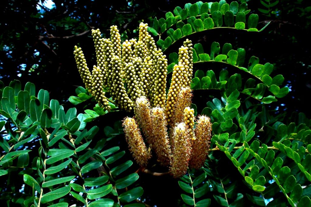 cha-anti-inflamatorio-melhora-digestao-e-fortalece-imunidade