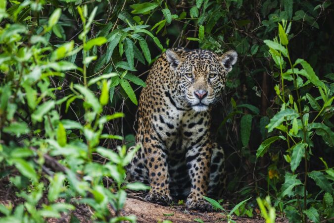homem-fica-gravemente-ferido-apos-ataque-de-onca-pintada-no-pantanal