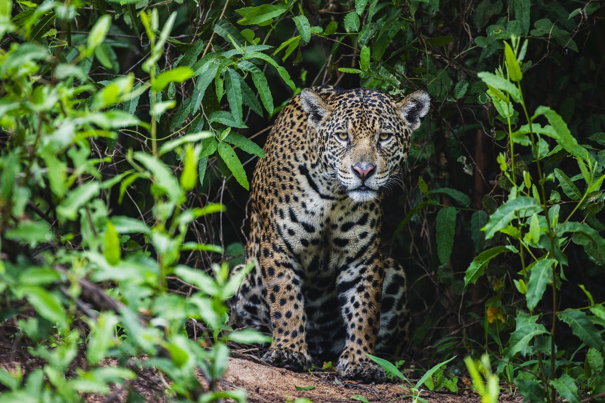 Homem fica gravemente ferido após ataque de onça-pintada no Pantanal