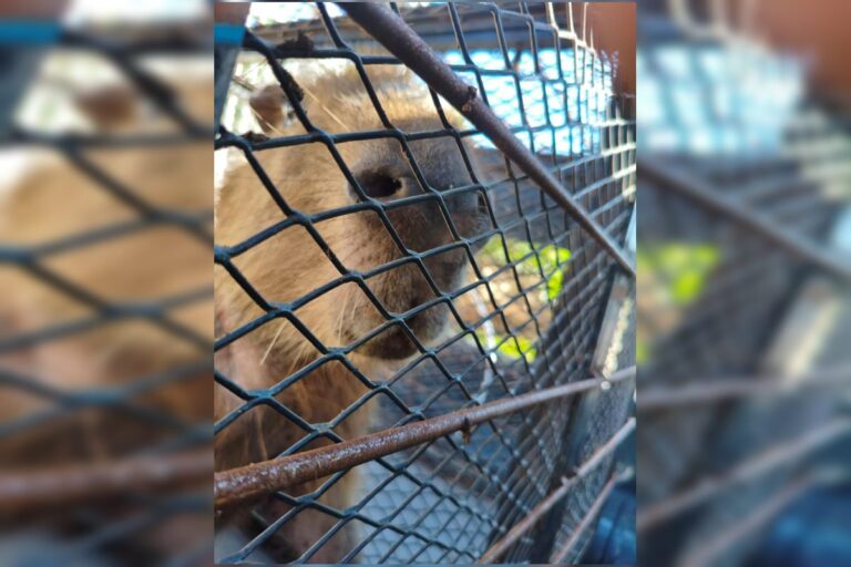 capivara-ferida-por-lixo-plastico-do-lago-paranoa-e-resgatada.-video