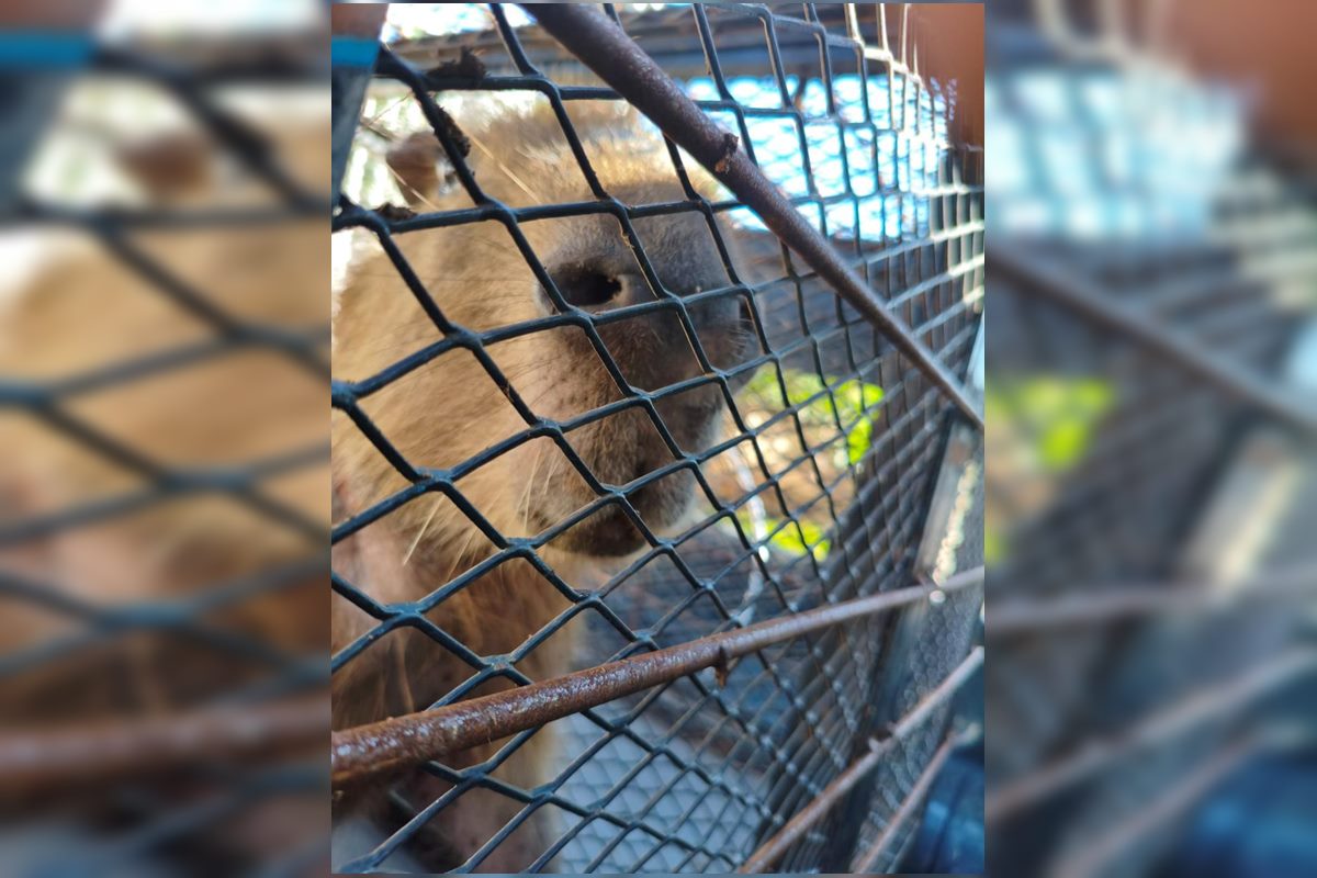 Capivara ferida por lixo plástico do Lago Paranoá é resgatada. Vídeo