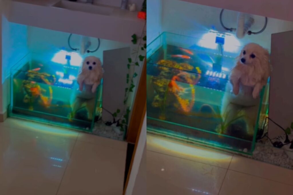 video:-cadela-cai-em-aquario-ao-tentar-“nadar”-com-irmaos-pets
