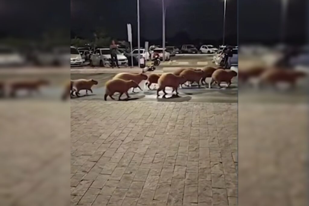 passeio-em-familia:-grupo-de-capivaras-faz-visita-a-shopping-do-df