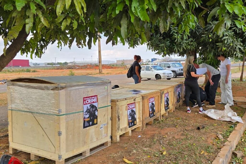 animais-em-seguranca:-pcdf-ergue-casinhas-para-caes-e-gatos-de-rua