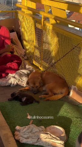 julinho-casares-resgata-cadela-e-filhote-explorados-para-venda-em-semaforo-de-sp