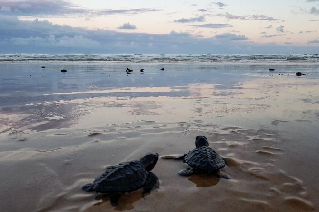 estudo-avalia-se-calor-pode-interferir-na-inteligencia-das-tartarugas
