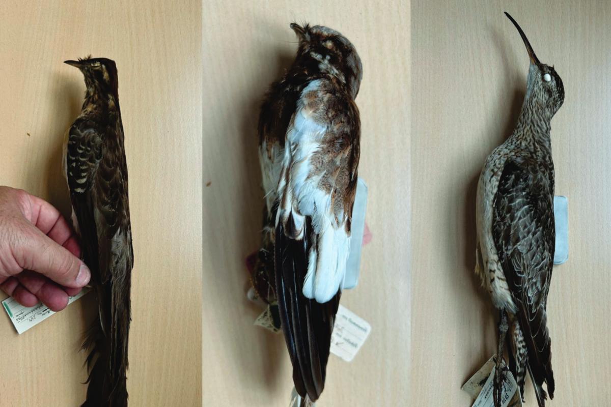 Mais de 800 espécies de aves são catalogadas em São Paulo. Entenda
