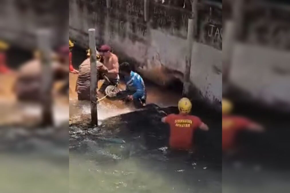 Sucuri gigante é encontrada em hotel próximo de Caldas Novas. Vídeo