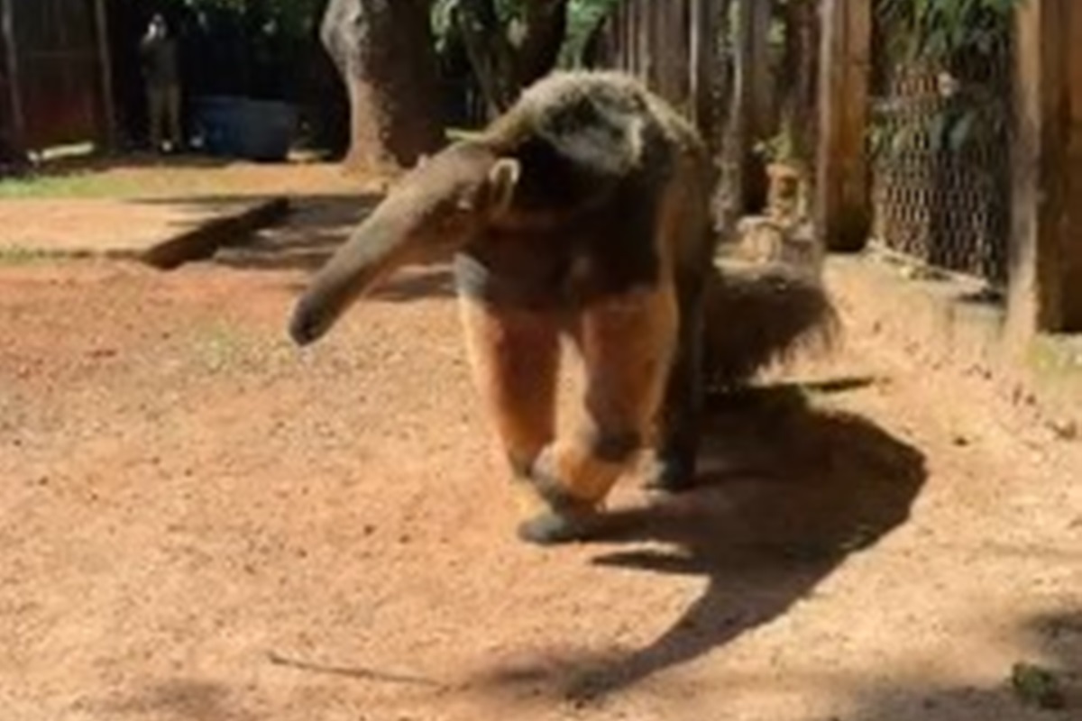 Queijinho e Farofa: Zoo salva 217 bichos vítimas de acidente e tráfico