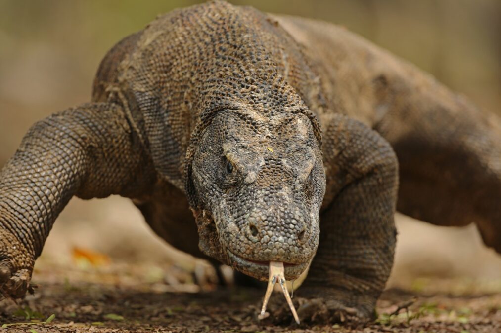 Mordida venenosa e reprodução sem macho: conheça o dragão-de-komodo