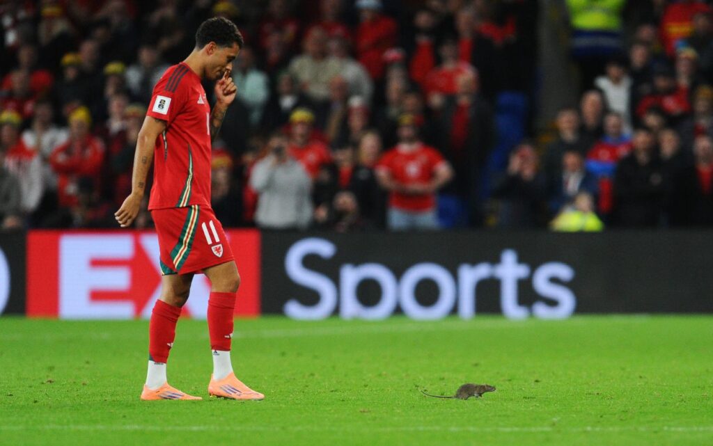 rato-invade-gramado-e-jogo-das-eliminatorias-da-copa-e-suspenso;-video