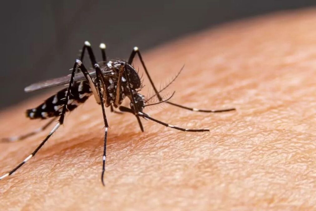Fábrica produzirá até 200 milhões de mosquitos por semana para ação de combate à dengue