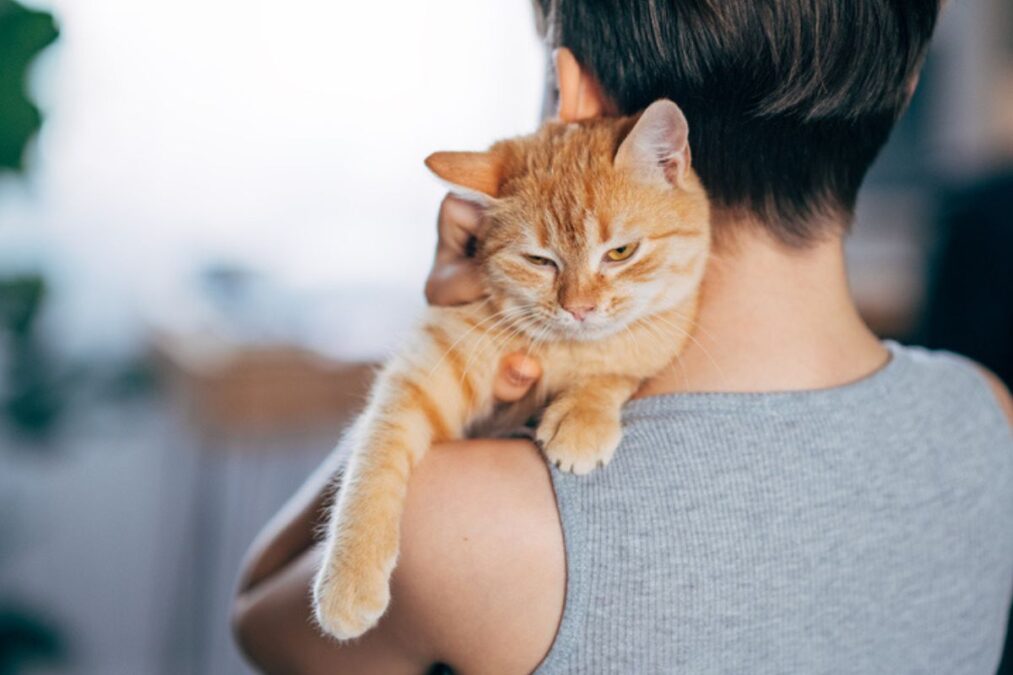 Saiba qual a raça de gato preferida dos brasileiros