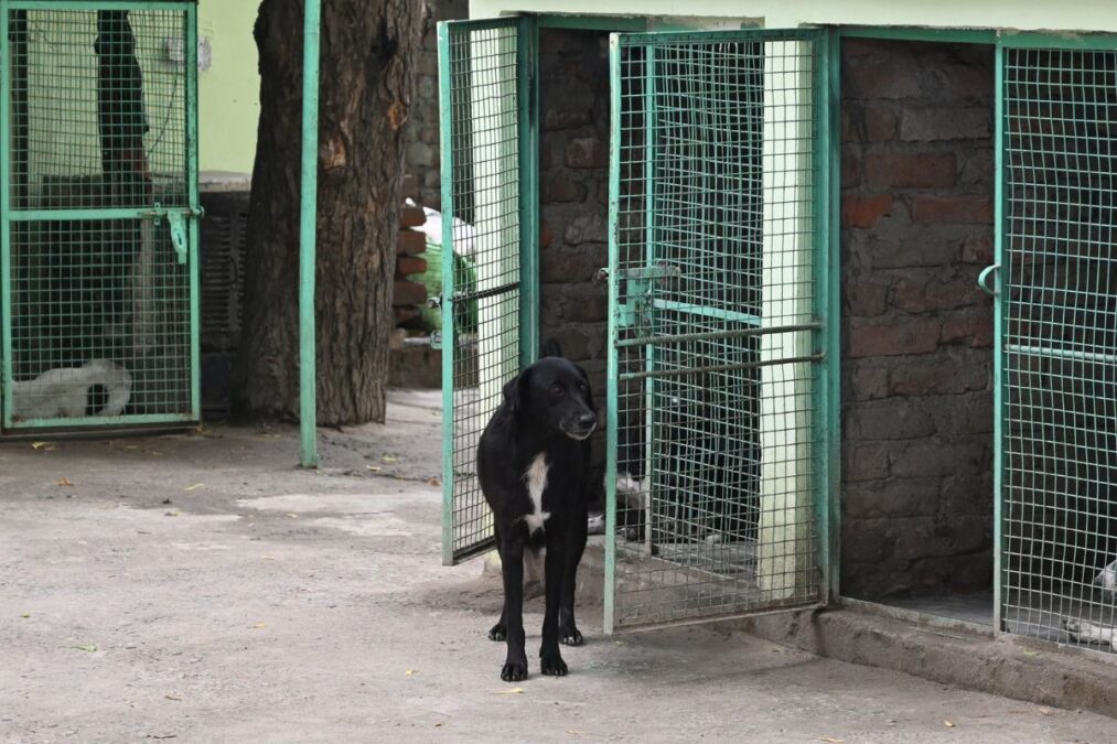 Homem reencontra cachorro desaparecido 10 anos depois: “Inacreditável”