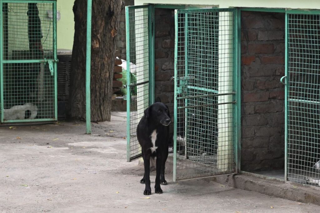 homem-reencontra-cachorro-desaparecido-10-anos-depois:-“inacreditavel”