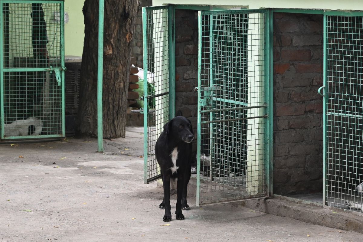 homem-reencontra-cachorro-desaparecido-10-anos-depois:-“inacreditavel”