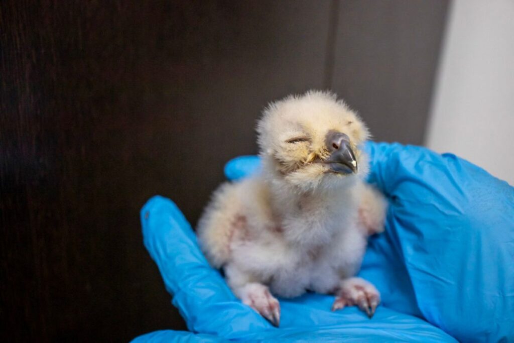 filhotes-de-uma-das-maiores-corujas-do-mundo-nascem-em-sao-paulo.-veja