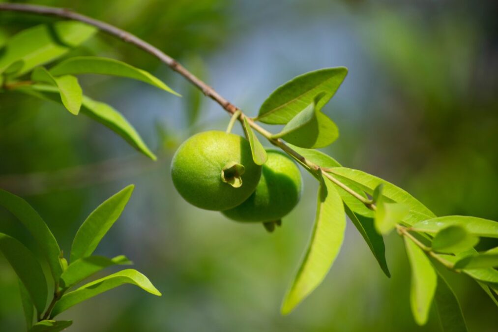 Antioxidante, esta fruta incomum tem mais vitamina C que a laranja