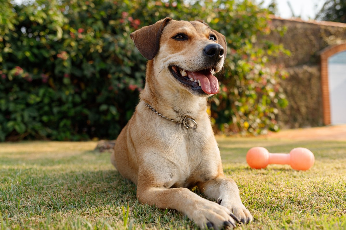 Mistura e carisma: por que o cachorro caramelo é tão comum no Brasil
