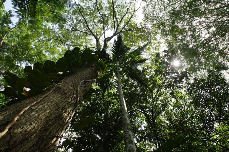a-redescoberta-da-amazonia-(por-andre-gustavo-stumpf)