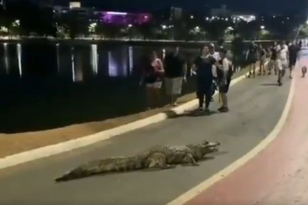 video:-jacare-sai-de-lagoa-para-passear-e-bloqueia-ciclovia