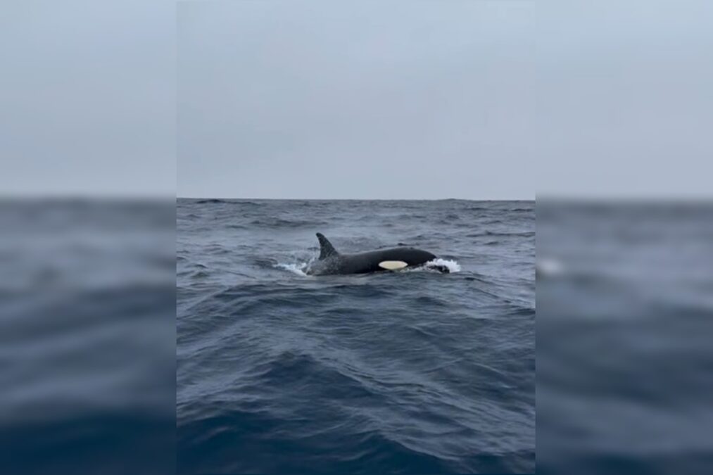 Oceanógrafo registra orcas nas águas da Barra da Tijuca; vídeo