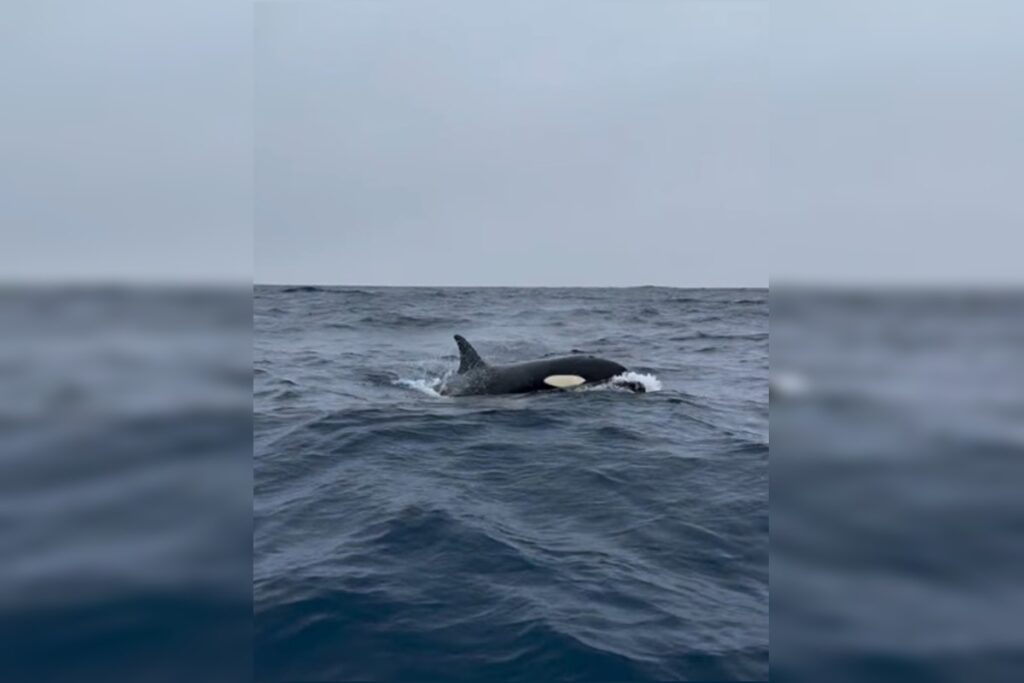 oceanografo-registra-orcas-nas-aguas-da-barra-da-tijuca;-video