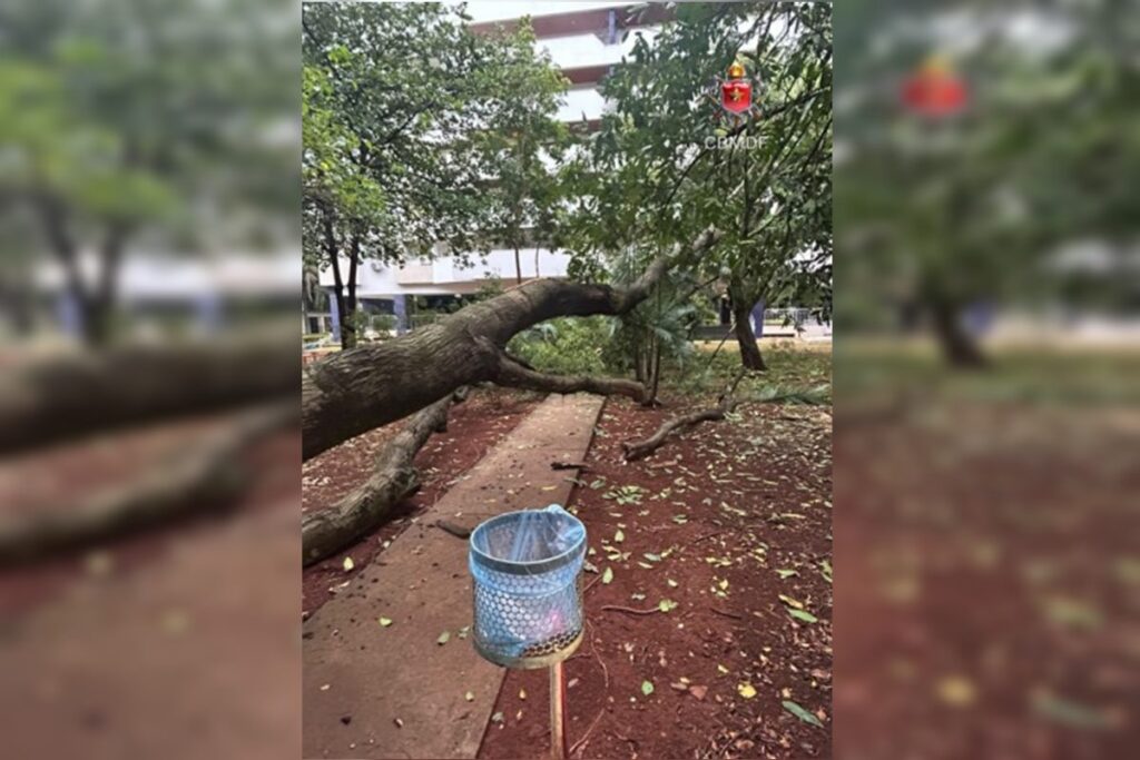 chuvas-fortes-derrubam-arvores-em-varias-regioes-do-distrito-federal