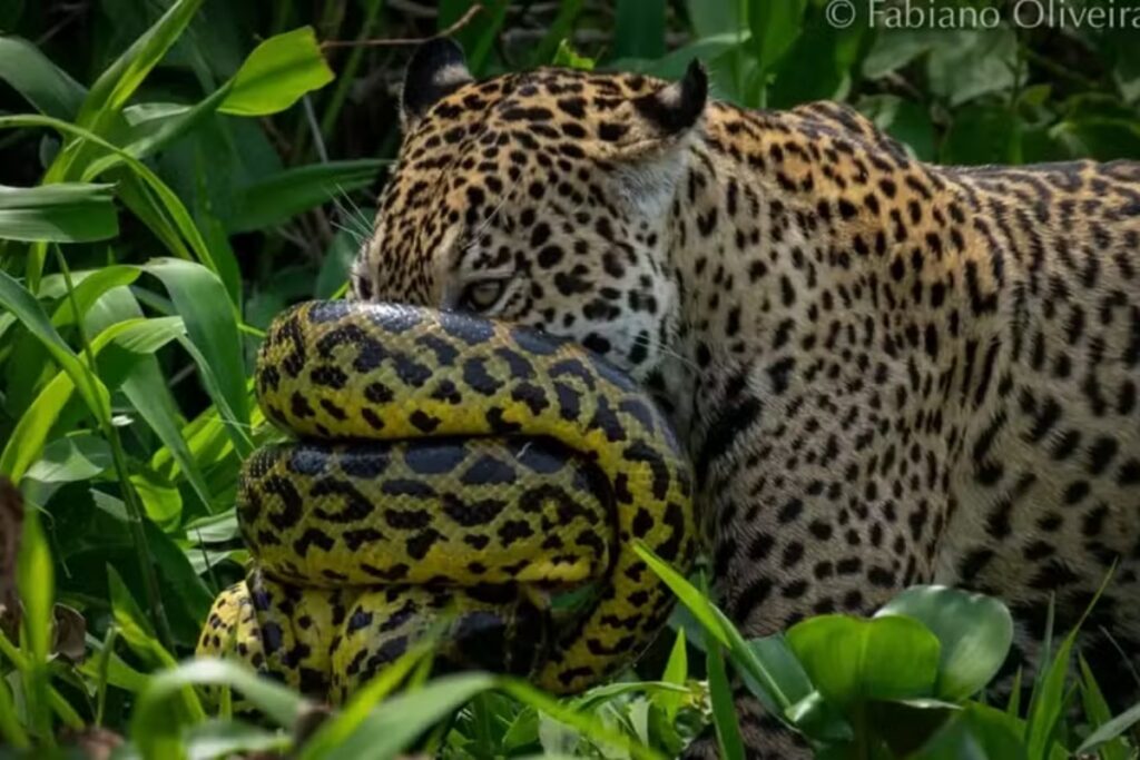 imagens-raras-mostram-batalha-entre-sucuri-e-onca-pintada-no-pantanal