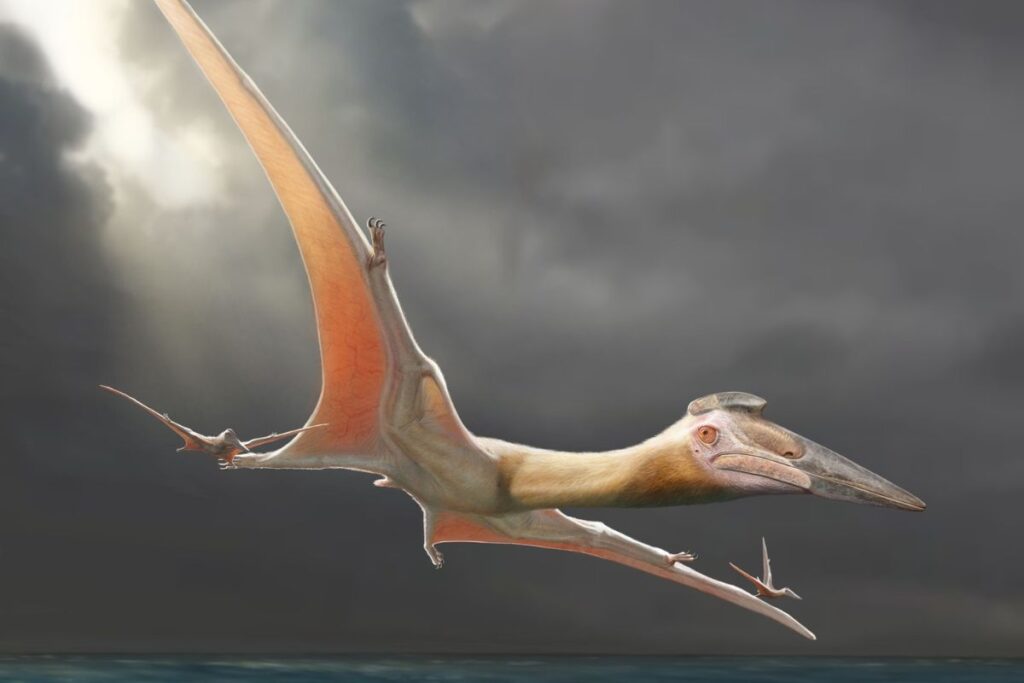 cientista-da-usp-participa-de-descoberta-de-pterossauro-gigante