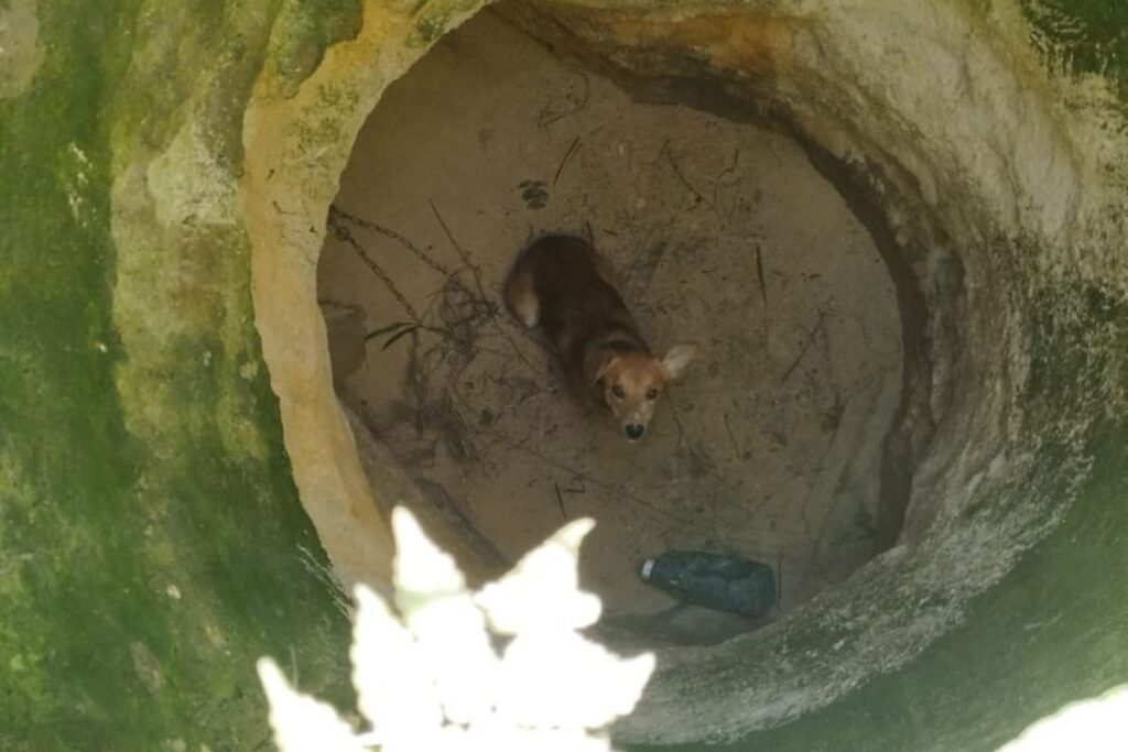 video:-vira-lata-caramelo-e-resgatado-de-poco-com-5m-de-profundidade