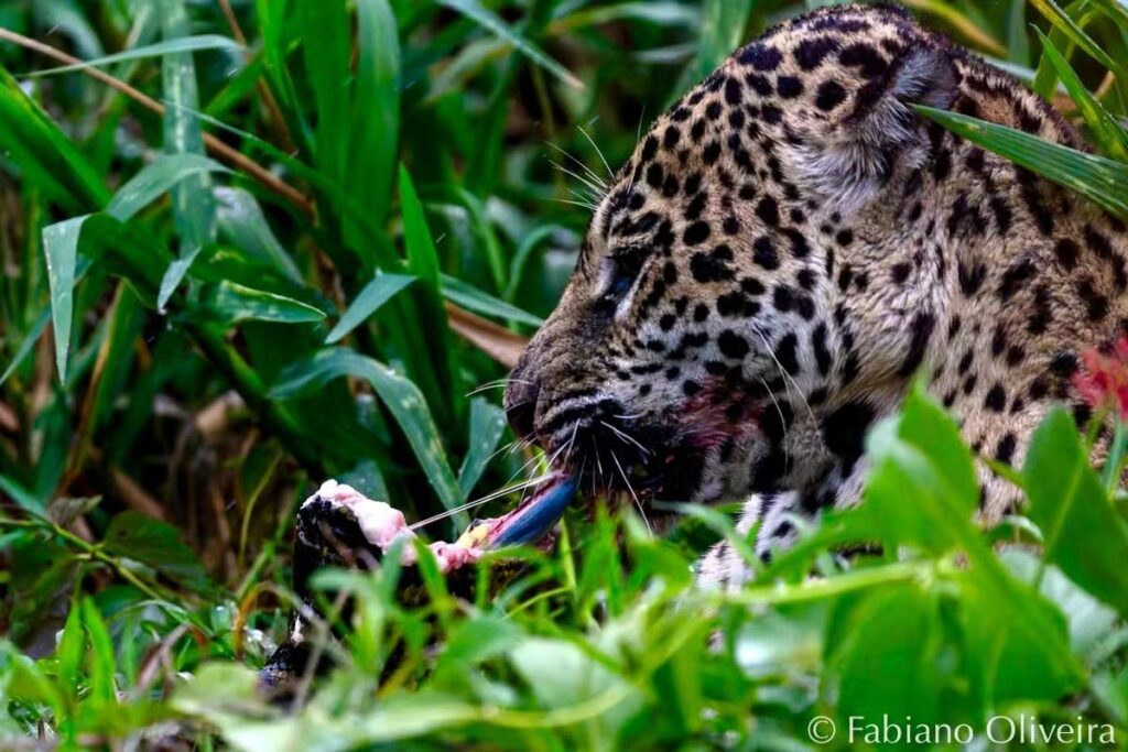 mais-imagens:-video-mostra-onca-comendo-sucuri-apos-duelo-no-pantanal