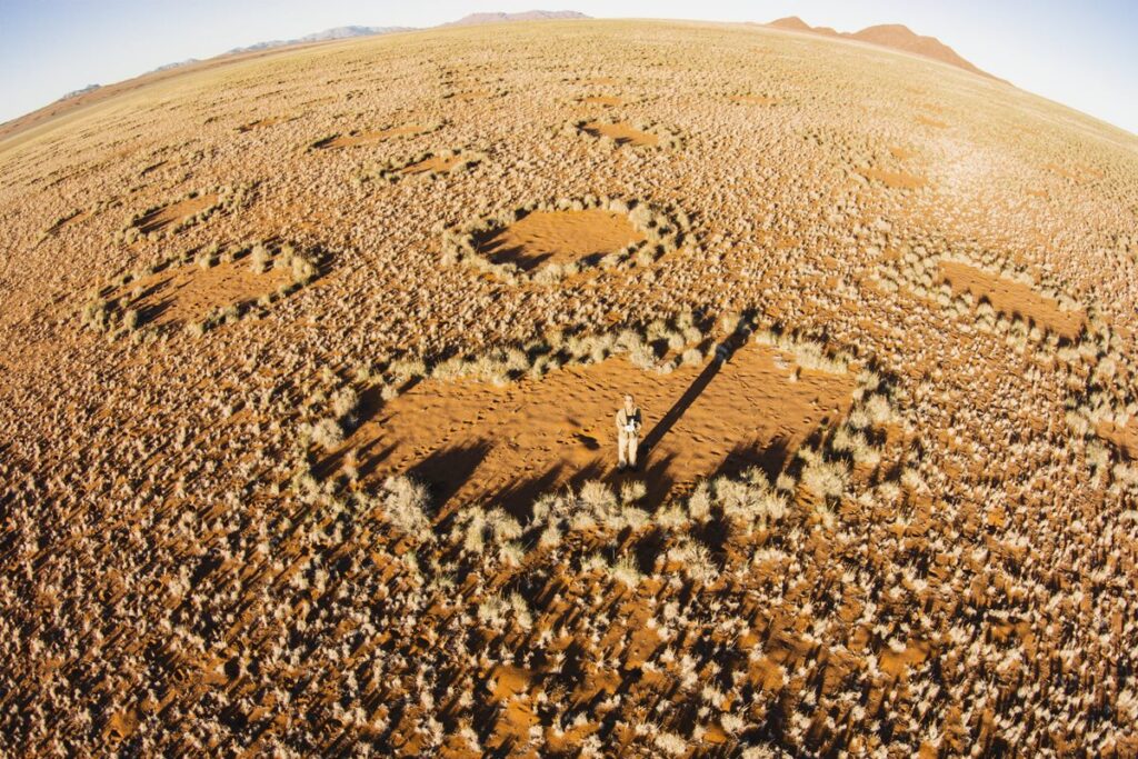 “bagunca-organizada”:-posicionamento-das-plantas-as-ajuda-a-sobreviver