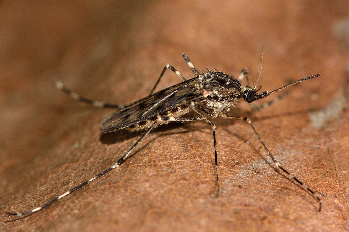 mosquitos-sao-encontrados-pela-1a-vez-em-cidade-de-clima-congelante