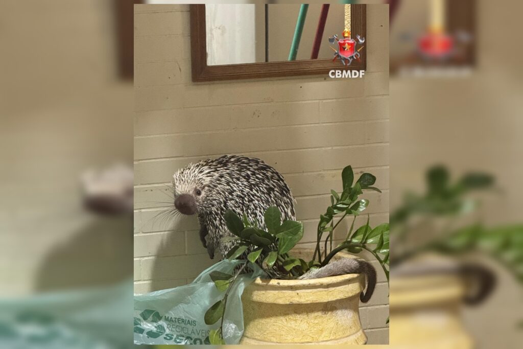 porco-espinho-e-resgatado-apos-invadir-casa-de-zelador-na-asa-sul