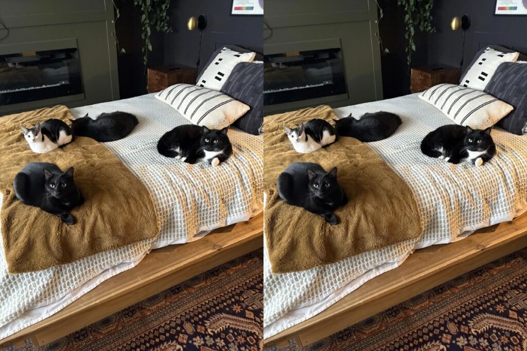 coracao-de-mae-sempre-cabe-mais-um:-mulher-viraliza-ao-adotar-7-pets