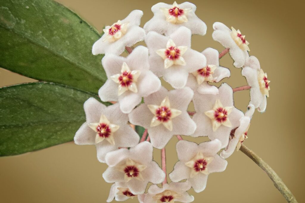 como-cuidar-da-flor-de-cera,-planta-tao-bonita-que-parece-artificial